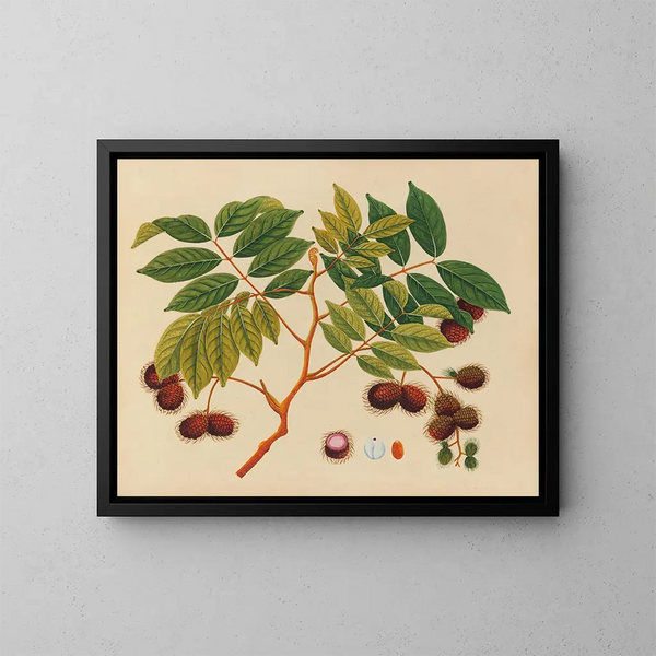 Album van aquarellen van Aziatische fruit en bloemen Pl16 - Anoniem — ingelijst kunstwerk aan de muur