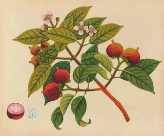 Anonymous - Album of watercolors of Asian fruits and flowers Pl17.webp