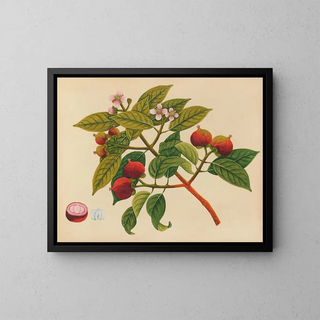 Anonymous - Album of watercolors of Asian fruits and flowers Pl17.webp