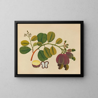 Anonymous - Album of watercolors of Asian fruits and flowers Pl19.webp