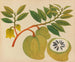 Album de aquarellen van Aziatische fruit- en bloemenschilderijen Pl20 - Anoniem — weergave van het kunstwerk