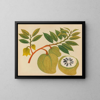 Anonymous - Album of watercolors of Asian fruits and flowers Pl20.webp