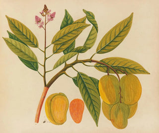 Anonymous - Album of watercolors of Asian fruits and flowers Pl21.webp