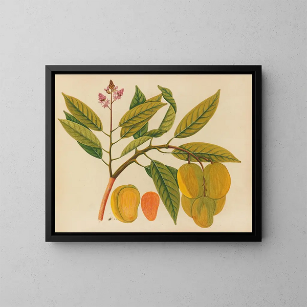 Album van aquarellen van Aziatische fruit en bloemen Pl21 - Anoniem — ingelijst kunstwerk aan de muur