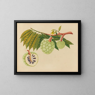 Anonymous - Album of watercolors of Asian fruits and flowers Pl22.webp