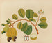 Album van aquarellen van Aziatische fruit en bloemkunstdruk Pl23 - Anoniem — weergave van het kunstwerk
