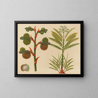Anonymous - Album of watercolors of Asian fruits and flowers Pl24.webp