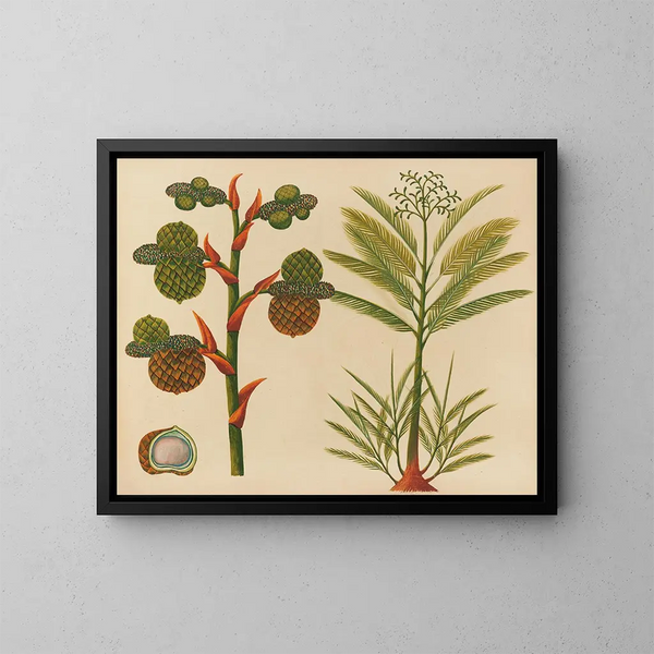 Album van aquarellen van Aziatische fruit en bloemen Pl24 - Anoniem — ingelijst kunstwerk aan de muur
