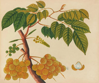 Anonymous - Album of watercolors of Asian fruits and flowers Pl25.webp