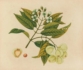 Anonymous - Album of watercolors of Asian fruits and flowers Pl26.webp