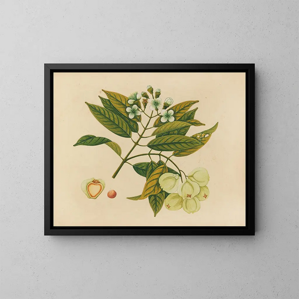 Plate 26 “Jumbol” — Album of Asian Fruits and Flowers — framed art print on a wall