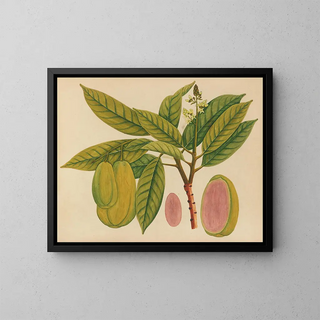 Anonymous - Album of watercolors of Asian fruits and flowers Pl27.webp