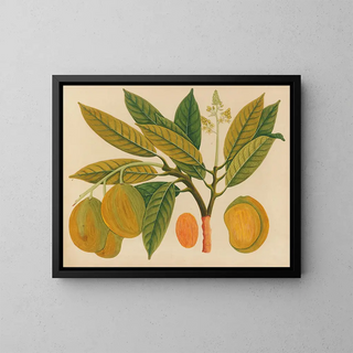Anonymous - Album of watercolors of Asian fruits and flowers Pl28.webp