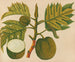 Album van aquarellen van Aziatische fruit en bloemen Pl30 - Anoniem — weergave van het kunstwerk