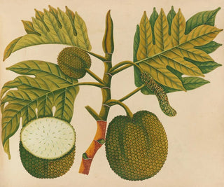 Anonymous - Album of watercolors of Asian fruits and flowers Pl30.webp