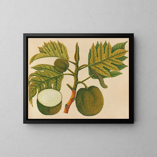 Anonymous - Album of watercolors of Asian fruits and flowers Pl30.webp