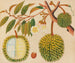 Album van aquarellen van Aziatische fruit en bloemmotieven Pl31 - Anoniem — weergave van het kunstwerk