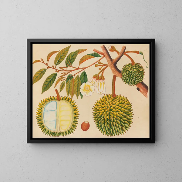 Album van aquarellen van Aziatische fruit en bloemmotieven Pl31 - Anoniem — ingelijst kunstwerk aan de muur