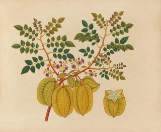 Anonymous - Album of watercolors of Asian fruits and flowers Pl32.webp