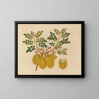 Anonymous - Album of watercolors of Asian fruits and flowers Pl32.webp