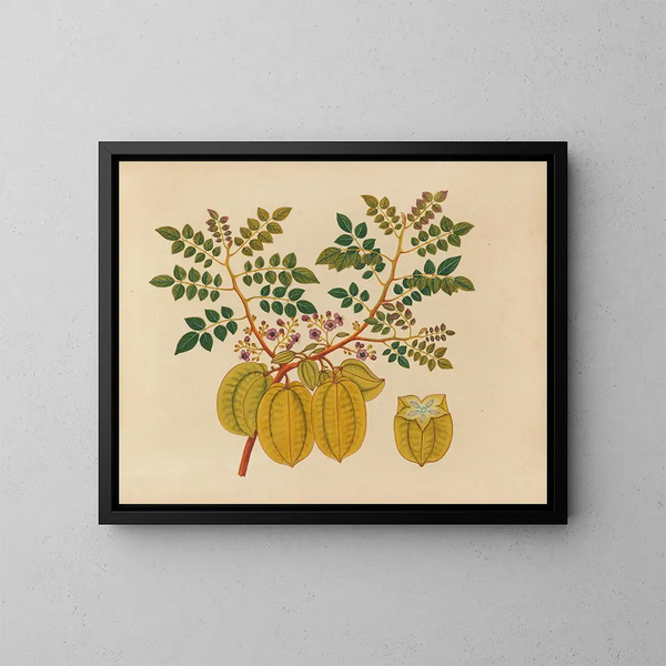Album van aquarellen van Aziatische fruit en bloemen Pl32 - Anoniem — ingelijst kunstwerk aan de muur