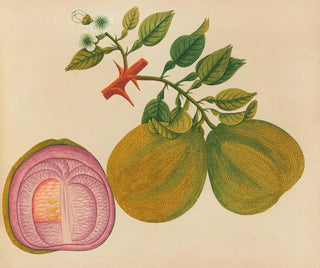 Anonymous - Album of watercolors of Asian fruits and flowers Pl33.webp