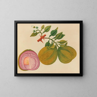 Anonymous - Album of watercolors of Asian fruits and flowers Pl33.webp