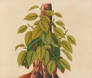 Anonymous - Album of watercolors of Asian fruits and flowers Pl34.webp