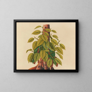 Anonymous - Album of watercolors of Asian fruits and flowers Pl34.webp