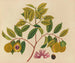Album van aquarellen van Aziatische fruit en bloemkunstdruk Pl35 - Anoniem — weergave van het kunstwerk