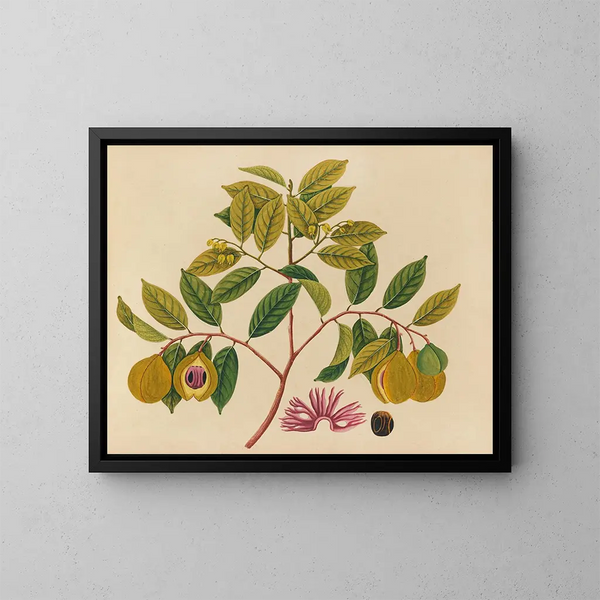Album van aquarellen van Aziatische fruit en bloemkunstdruk Pl35 - Anoniem — ingelijst kunstwerk aan de muur