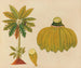 Album van aquarellen van Aziatische fruit en bloemmotieven Pl36 - Anoniem — weergave van het kunstwerk
