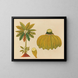 Anonymous - Album of watercolors of Asian fruits and flowers Pl36.webp