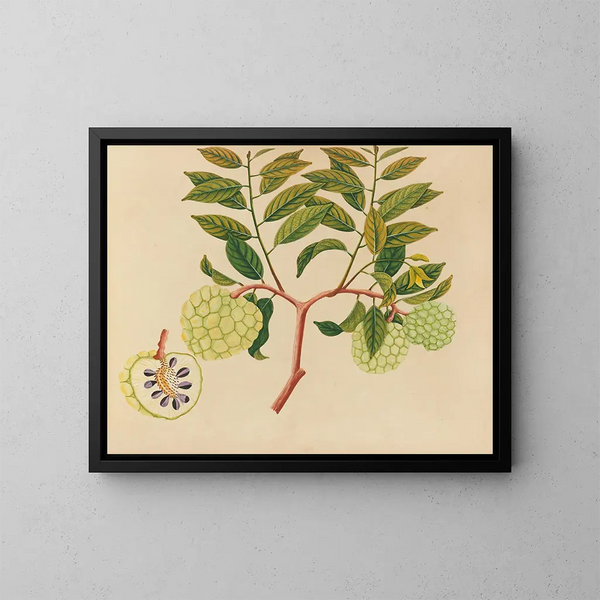 Album van aquarellen van Aziatische fruit en bloemen Pl37 - Anoniem — ingelijst kunstwerk aan de muur