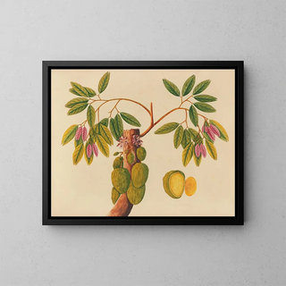 Anonymous - Album of watercolors of Asian fruits and flowers Pl38.webp