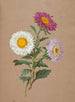 Asters - Anoniem — weergave van het kunstwerk