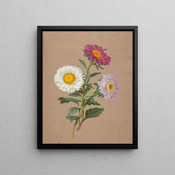 Asters - Anonymous — framed artwork on a wall