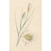 Reproductie van het schilderij Bloem - Anoniem
