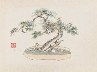 Anonymous - Bonsai kabenzu Pl02.webp