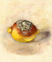 Citrus limon - Anoniem — weergave van het kunstwerk