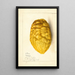 Reproductie van het schilderij Citrus medica - Anoniem