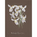 Collectie van orchideeën Pl03 - Anoniem — weergave van het kunstwerk