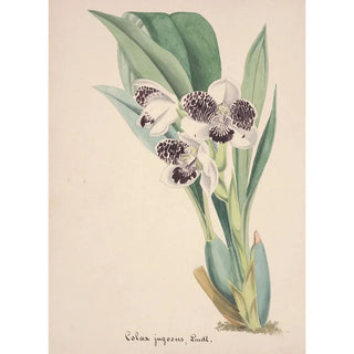 Anonymous - Collection dorchidees Pl06.webp