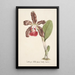 Reproductie van het schilderij Collectie van orchideeën Pl07 - Anoniem