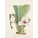 Collectie van orchideeën Pl08 - Anoniem — weergave van het kunstwerk