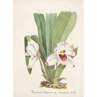 Anonymous - Collection dorchidees Pl08.webp