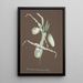 Reproductie van het schilderij Collectie van orchideeën Pl11 - Anoniem