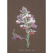 Collectie van orchideeën Pl17 - Anoniem — weergave van het kunstwerk
