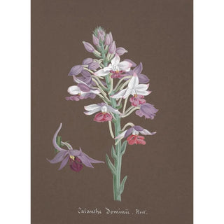 Anonymous - Collection dorchidees Pl17.webp