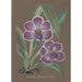 Collectie van orchideeën Pl20 - Anoniem — weergave van het kunstwerk